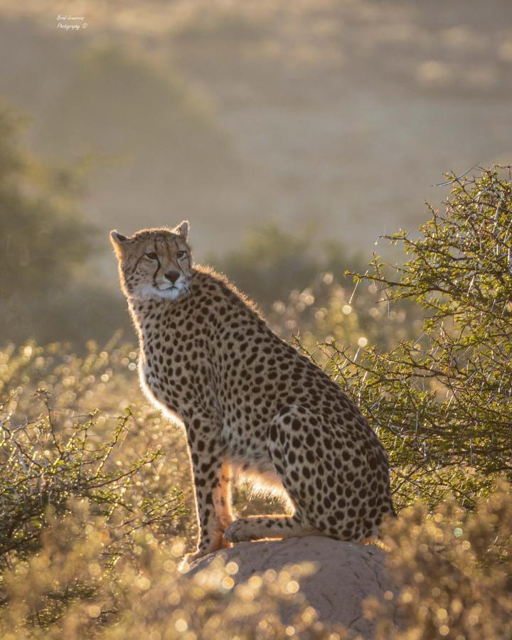 Woodbury Lodge - Amakhala Game Reserve Exterior foto